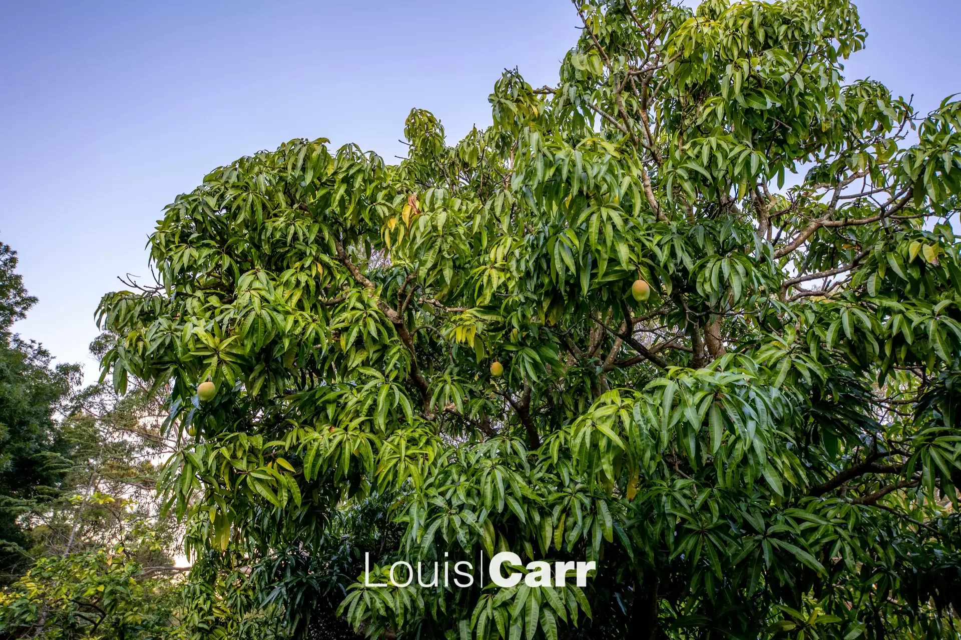 30 Dresden Avenue, Castle Hill Sold by Louis Carr Real Estate - image 15